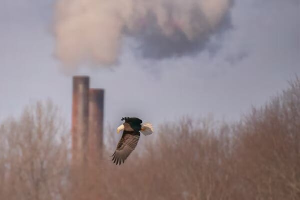 Eagle flying in front of a smokestack in a field