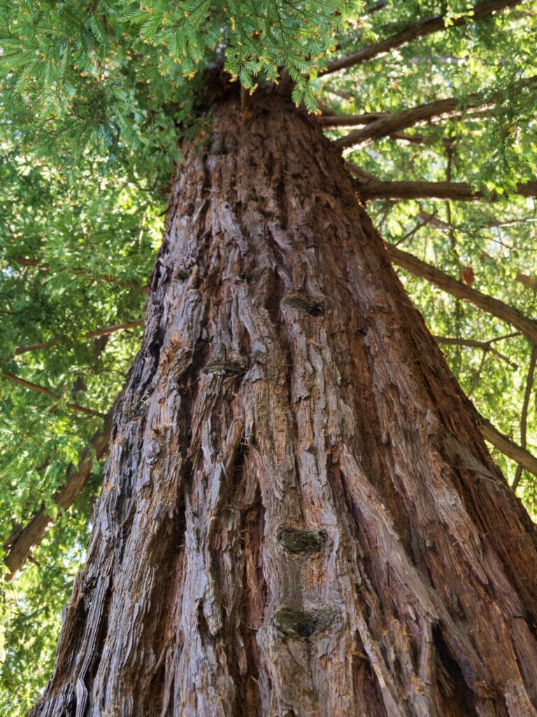 Tree in Courthouse Park